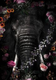 150x100 / 120x80 / 90x60cm - Exclusive - KRUGER - Olifant Boris - Glasschilderij - meubelboutique.nl