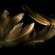 100x150 / 80x120 / 60x90cm (liggend) - Exclusive - Special - Gouden Veren Mary - Glasschilderij - meubelboutique.nl
