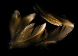 100x150 / 80x120 / 60x90cm (liggend) - Exclusive - Special - Gouden Veren Mary - Glasschilderij - meubelboutique.nl