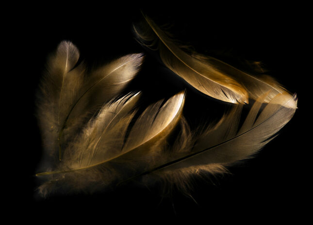 78789782_xl 100x150 / 80x120 / 60x90cm (liggend) - Exclusive - Special - Gouden Veren Mary - Glasschilderij - meubelboutique.nl