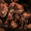 100x150 / 80x120cm - Exclusive - KRUGER - Dieren - ADAM Leeuwen Familie - Glasschilderij - meubelboutique.nl