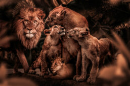 100x150 / 80x120cm - Exclusive - KRUGER - Dieren - ADAM Leeuwen Familie - Glasschilderij - meubelboutique.nl
