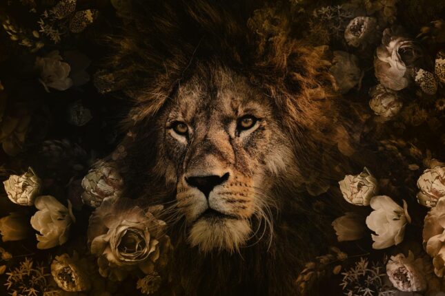 Lion_120x80_HighRes-min-min_1 100x150 / 80x120 / 60x90cm -  Exclusive - KRUGER - Dieren - A Lion's Portrait Leeuw - Glasschilderij - meubelboutique.nl