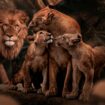 100x150 / 80x120cm - Exclusive - KRUGER - Dieren - ADAM Leeuwen Familie - Glasschilderij - meubelboutique.nl